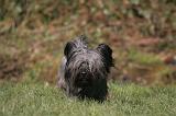 SKYE TERRIER 087